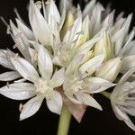 Allium amplectens Blomst