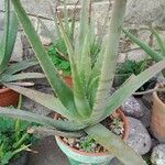 Aloe veraFuelha