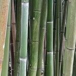Phyllostachys viridiglaucescens Corteza