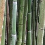 Phyllostachys viridiglaucescens Bark