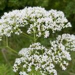 Valeriana officinalisFlower