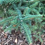 Abies pinsapo Blad