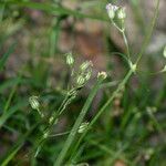 Lychnis flos-cuculi Blüte