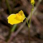Utricularia intermedia 花