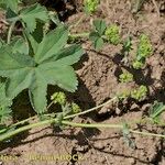 Alchemilla heteropoda Habit