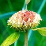 Phlomis russeliana फूल