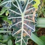 Alocasia sanderianaBlad