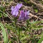 Astragalus danicus Flower