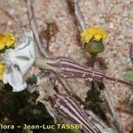 Silene succulenta Blüte