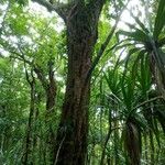 Sideroxylon borbonicum Kabuk