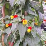 Manettia luteorubra Flor