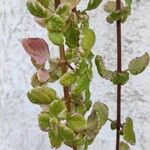 Plectranthus madagascariensis Folha