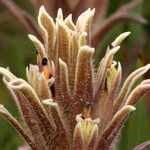 Castilleja nana Blüte