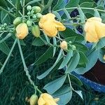 Senna corymbosa 葉