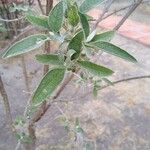 Buddleja cordata पत्ता