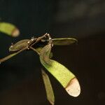 Machaerium biovulatum Fruit