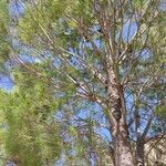 Pinus pinea Листок