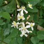 Clematis recta Flower