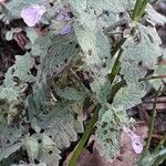 Teucrium scordium Habitat