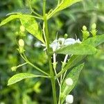 Volkameria heterophylla Feuille