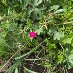 Callirhoe involucrata പുഷ്പം