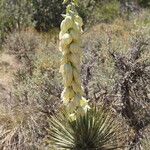 Yucca harrimaniae Plante entière