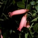 Campsidium valdivianum Flor