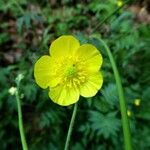 Ranunculus acris Fiore