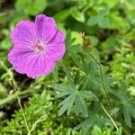 Geranium sanguineumКвітка