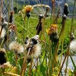 Crepis conyzifolia Fruto