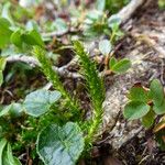 Selaginella selaginoides Levél