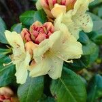 Rhododendron aureum Flor