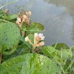 Petasites pyrenaicus Blomst