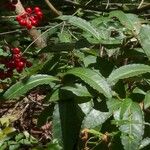 Ardisia crenata برگ