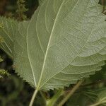 Laportea aestuans Leaf