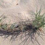 Spinifex littoreus Leaf