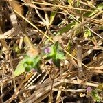 Justicia heterocarpa Blad