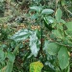Aucuba chinensis برگ