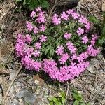 Silene caroliniana Flower