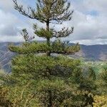 Pinus radiata Fulla