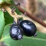 Lonicera acuminata फल