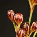 Juncus gerardi Fruit