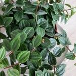 Peperomia albovittata ഇല