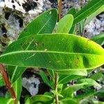 Bupleurum fruticosum Blad