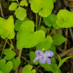 Viola cucullata Leaf