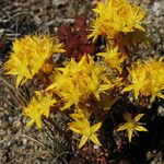 Sedum lanceolatum Plante entière