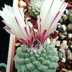 Strombocactus disciformis Cvet