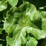 Caltha palustris Blatt