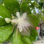 Barringtonia asiatica Flower