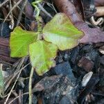 Vigna unguiculata Blad